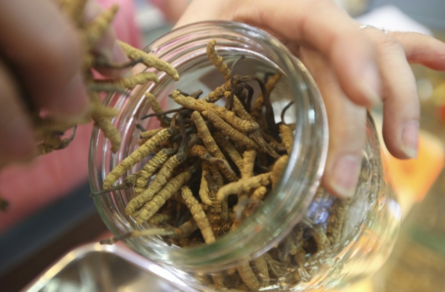 Trung Quốc ngăn chặn tình trạng đông trùng hạ thảo biến thành 'tiền' hối lộ