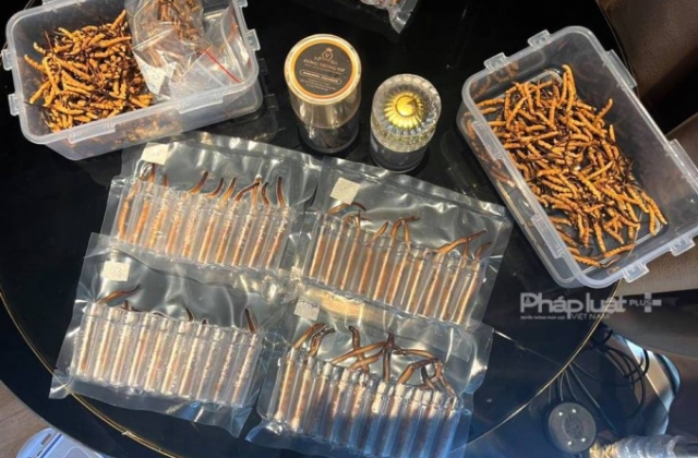 Sự thật Đông trùng hạ thảo giá tiền tỷ đang trôi nổi trên thị trường