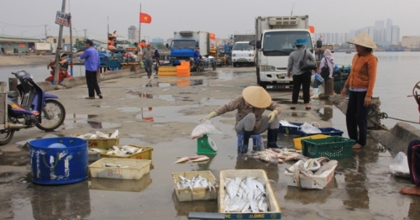 Đà Nẵng: Dừng hoạt động Cảng cá Thọ Quang từ trưa ngày 26/7