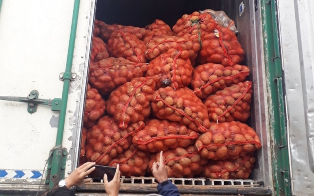 Bắt giữ xe container chở 29 tấn khoai tây Trung Quốc vào Đà Lạt tiêu thụ