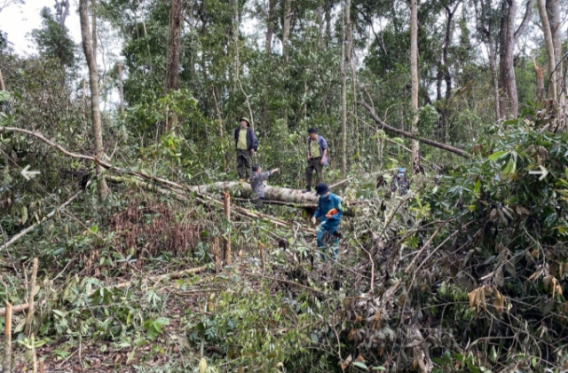 Lâm tặc dùng cưa điện không tiếng ồn, phá rừng vào ban đêm