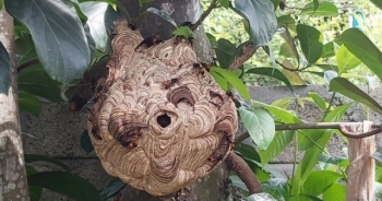 Hà Tĩnh: Bị ong vò vẽ tấn công, cụ ông 86 tuổi tử vong