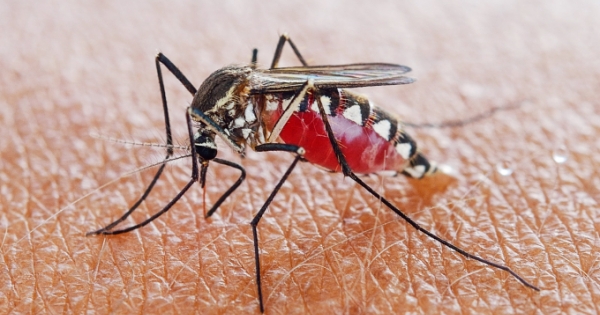 Đã có 29 trường hợp tử vong do sốt xuất huyết