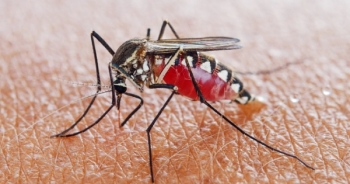 Đã có 29 trường hợp tử vong do sốt xuất huyết