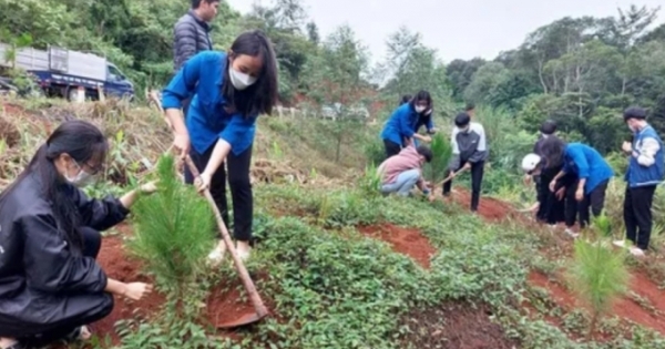 Sau 2 năm, tỉnh đoàn Kon Tum đã trồng được gần 20.000 cây thông ba lá