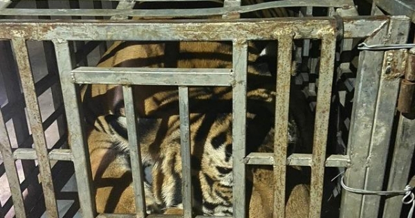 Bắt giữ 2 đối tượng vận chuyển cá thể hổ nặng 235 kg còn sống