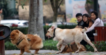 Bất cập trong pháp luật hiện hành về kiểm soát thú nuôi