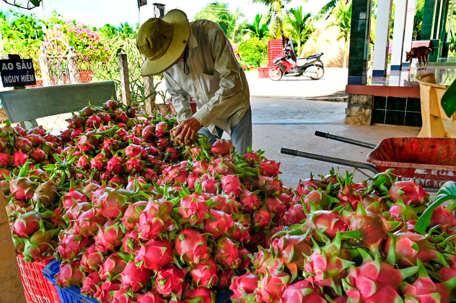 Nhiều năm qua, Thanh long là cây kinh tế chủ lực của Bình Thuận.