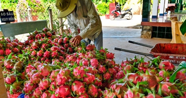 Chủ tịch Hiệp hội Thanh long Bình Thuận: "Tôi đi buôn Thanh Long từ 10 tuổi"!