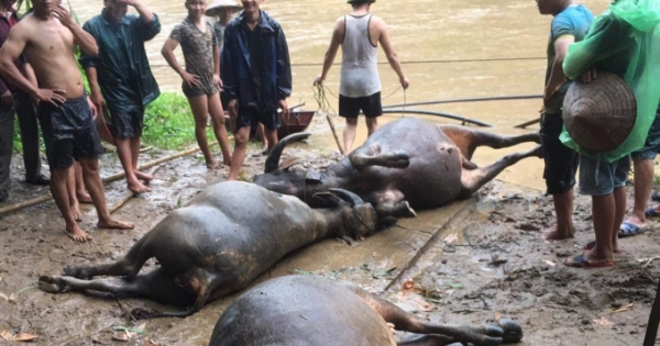 Sơn La: Mưa lớn gây lũ quét, ngập lụt ở nhiều nơi làm thiệt hại nhiều về tài sản