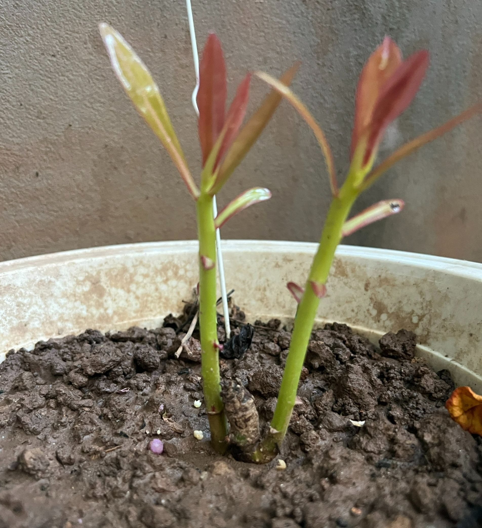 Tr&aacute;i b&agrave;ng vu&ocirc;ng như cũng lựa người để nương, bởi dịp n&agrave;y, thầy Quyết vừa được kết nạp l&agrave; Hội vi&ecirc;n ch&iacute;nh thức CLB Tuổi trẻ v&igrave; biển đảo Qu&ecirc; hương.