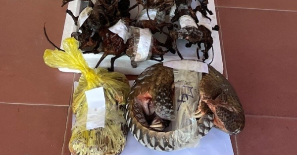 Nghệ An: Khởi tố đối tượng chuyên mua bán động vật nguy cấp, quý, hiếm