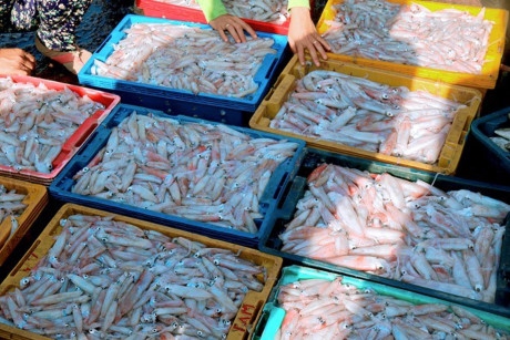 Mực trứng l&agrave; một đặc sản độc đ&aacute;o chỉ c&oacute; tại huyện đảo n&agrave;y.