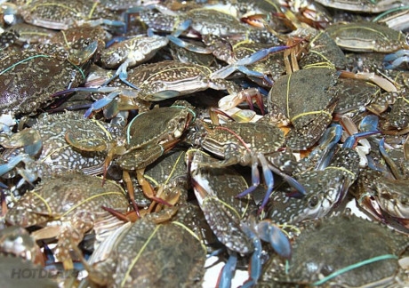 Ch&iacute;nh v&igrave; nơi đ&acirc;y rất xa đất liền cũng như nguồn hải sản rất dồi d&agrave;o n&ecirc;n gi&aacute; hải sản ngay tại bến được đ&aacute;nh gi&aacute; l&agrave; rất phải chăng thậm ch&iacute; l&agrave; rẻ b&egrave;o.