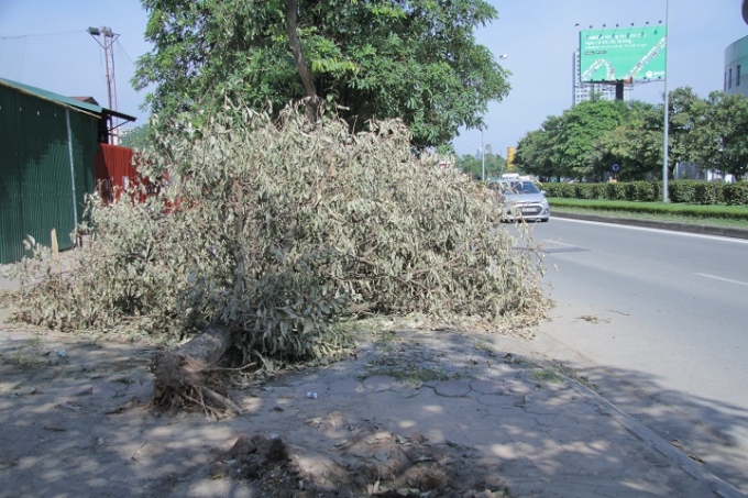 C&acirc;y hoa sữa nằm ngang mặt đất tr&ecirc;n phố T&ocirc;n Thất Thuyết..