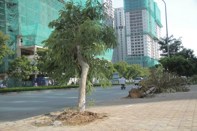 H&agrave; Nội:  Sau b&atilde;o nhiều ng&agrave;y c&acirc;y bật gốc, ngả nghi&ecirc;ng vẫn chưa được trồng lại ..?