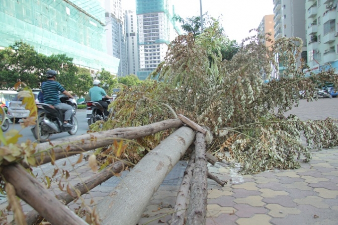 H&agrave; Nội:  Sau b&atilde;o nhiều ng&agrave;y c&acirc;y bật gốc, ngả nghi&ecirc;ng vẫn chưa được trồng lại ..?