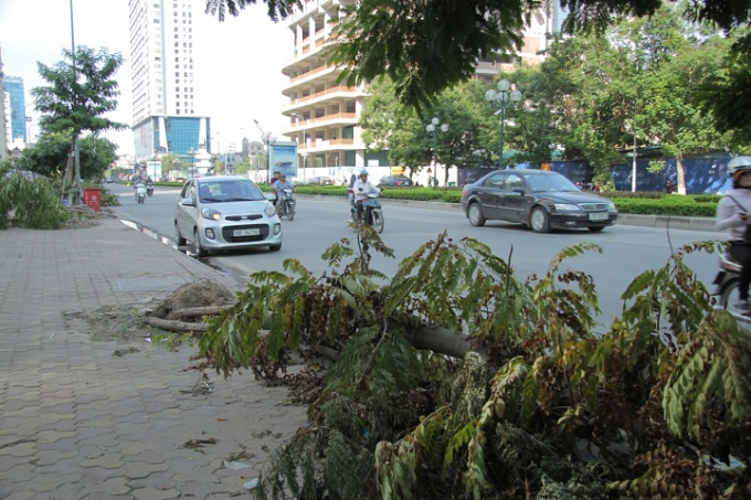 Dọc theo tuyến phố c&ograve;n rất nhiều c&acirc;y cũng trong t&igrave;nh trạng tương tự.