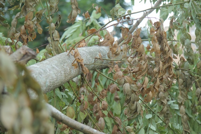 l&aacute; c&acirc;y bắt đ&acirc;u h&eacute;o kh&ocirc;.