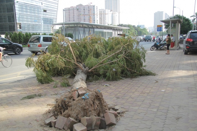 H&agrave; Nội:  Sau b&atilde;o nhiều ng&agrave;y c&acirc;y bật gốc, ngả nghi&ecirc;ng vẫn chưa được trồng lại ..?