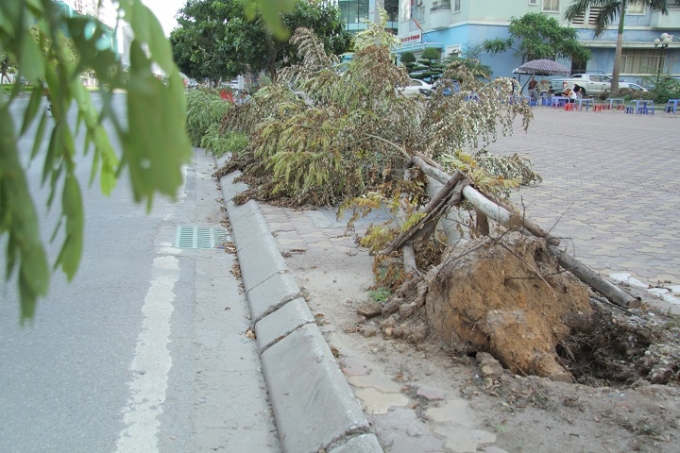 H&agrave; Nội:  Sau b&atilde;o nhiều ng&agrave;y c&acirc;y bật gốc, ngả nghi&ecirc;ng vẫn chưa được trồng lại ..?