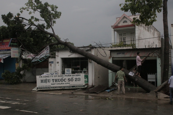 C&acirc;y xanh đ&egrave; l&ecirc;n nh&agrave; d&acirc;n do gi&ocirc;ng lốc.