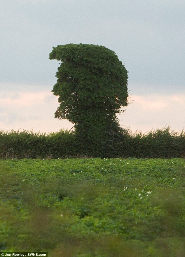 Theo Dailymail, c&aacute;i c&acirc;y c&oacute; những đường n&eacute;t giống với những đặc trưng khu&ocirc;n mặt của tỷ ph&uacute; Trump từ m&aacute;i t&oacute;c cứng v&agrave; &ldquo;bết&rdquo; đến c&aacute;i miệng mở nổi tiếng. (Ảnh: Jon Rowley)