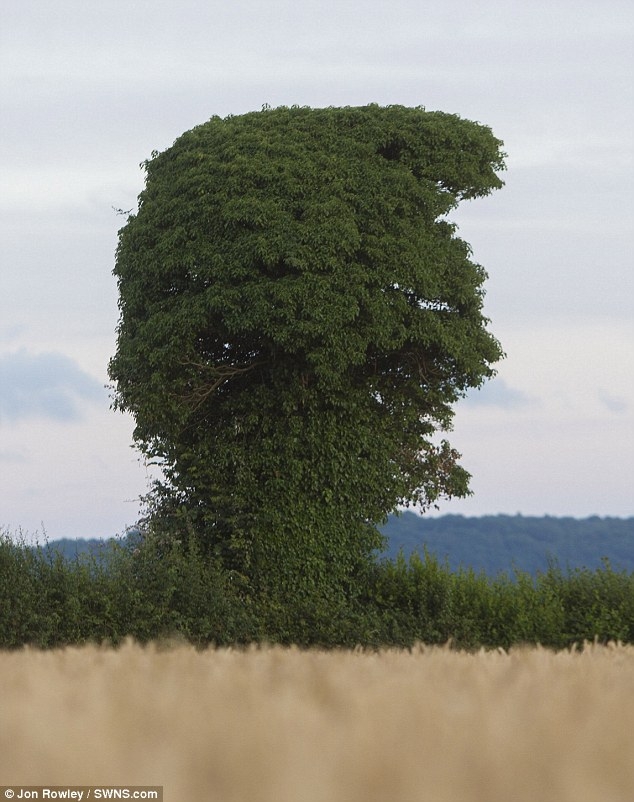 Nhanh ch&oacute;ng, Jon Rowley đ&atilde; chụp ảnh lại v&agrave; chia sẻ n&oacute; với mọi người. Những bức ảnh đ&atilde; lập tức thu h&uacute;t sự ch&uacute; &yacute;, t&ograve; m&ograve; của dư luận. (Ảnh: Jon Rowley)