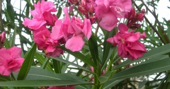 Cảnh báo: Loại cây độc ăn 1 lá có thể tử vong vẫn trồng đầy rẫy ở Việt Nam