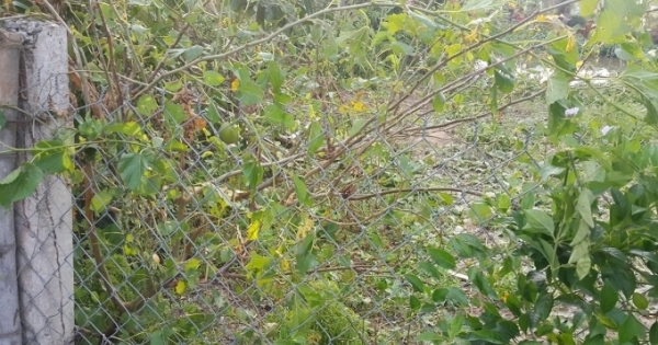 Ninh Bình: 1 người đàn ông tử vong trong lúc hái đậu