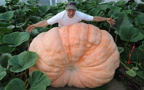 Quả b&iacute; ng&ocirc; c&oacute; k&iacute;ch thước khổng lồ