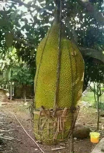 Người ta phải d&ugrave;ng gậy v&agrave; giỏ để đỡ quả m&iacute;t khổng lồ cỡ bằng th&acirc;n h&igrave;nh một người trưởng th&agrave;nh