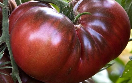 Quả c&agrave; chua khổng lồ, to bằng đầu người