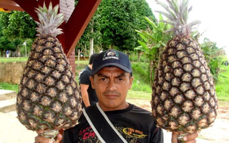 Loại dứa khổng lồ n&agrave;y c&oacute; xuất xứ từ Brazil