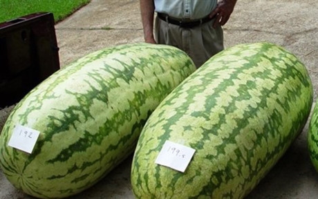 Những quả dưa hấu khổng lồ khiến c&aacute;c b&agrave; nội trợ ph&aacute;t sốt