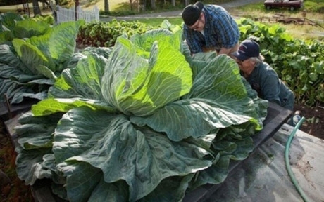 C&acirc;y bắp cải khổng lồ khiến n&ocirc;ng d&acirc;n