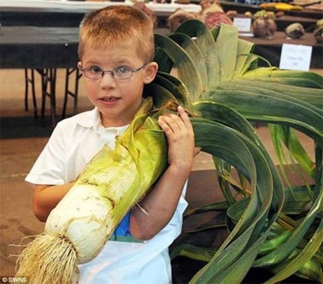 C&acirc;y tỏi t&acirc;y to ngang với người cậu b&eacute;