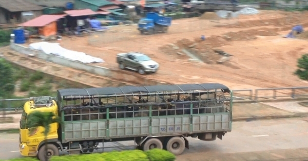 Khuất tất đằng sau việc kiểm dịch trâu, bò nhập khẩu qua cửa khẩu Cha Lo