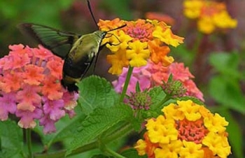 10 loại cây cực độc trồng quanh nhà có thể giết người trong nháy mắt