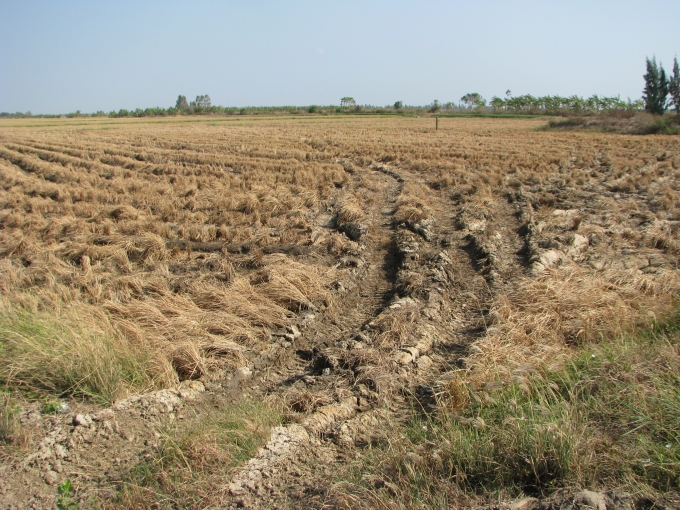Ruộng l&uacute;a bị kh&ocirc; hạn do ảnh hưởng của thi&ecirc;n tai.
