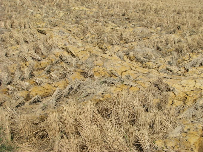 Ruộng l&uacute;a bị kh&ocirc; hạn do ảnh hưởng của thi&ecirc;n tai.