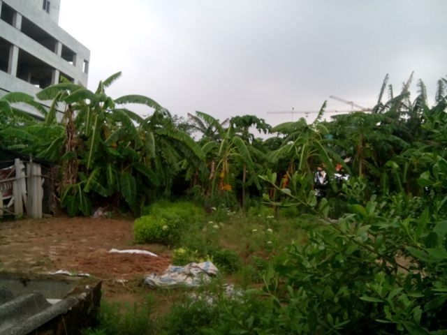 Rất nhiều c&acirc;y l&acirc;u năm cũng như hoa m&agrave;u m&agrave; gia đ&igrave;nh &ocirc;ng T&aacute;c trồng nhiều năm nay.