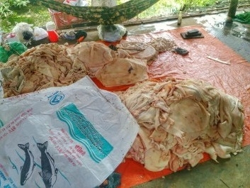 Bắt 1 tấn da heo ngâm hóa chất chuẩn bị bán ra thị trường