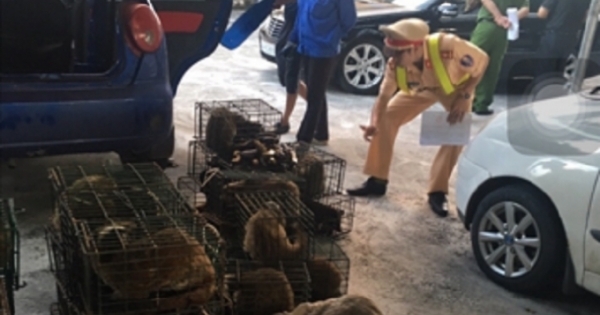 Quảng Ninh: CSGT bắt giữ 2 đối tượng vận chuyển trái phép 63 cá thể Cầy Giông