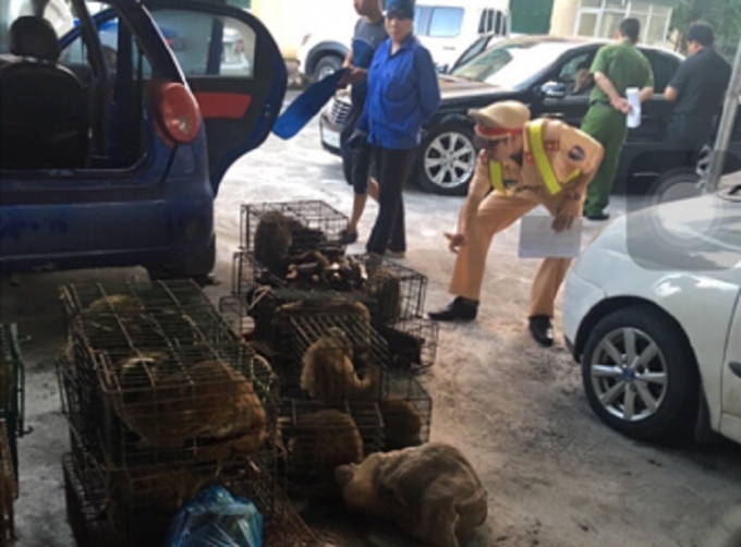 Số lượng Cầy Gi&ocirc;ng tr&ecirc;n xe &ocirc; t&ocirc;&nbsp;29V-3560 được lực lượng chức năng kiểm đếm.