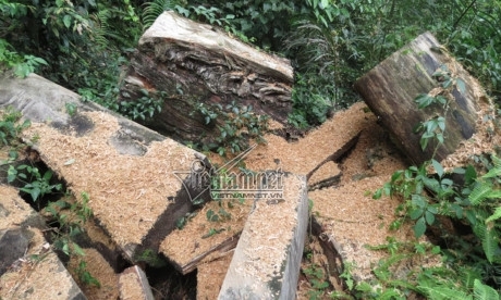 Rừng pơ mu tan hoang ngay trong khu bảo tồn thiên nhiên