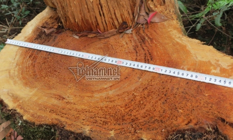 Một gốc pơ mu vừa mới bị l&acirc;m tặc chặt hạ c&ograve;n thơm phức m&ugrave;i dầu