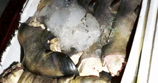 Thừa Thiên – Huế: Bắt giữ hàng trăm kg chân trâu hôi thối đang trên đường đi tiêu thụ