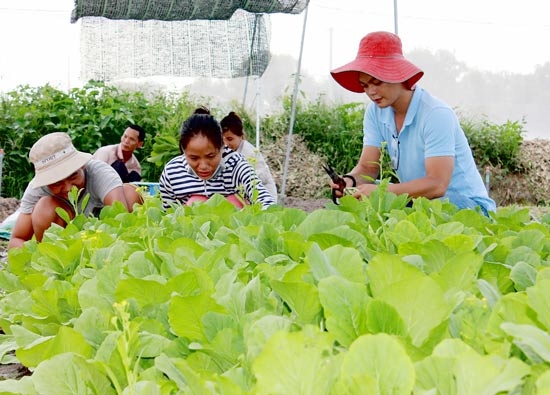 Rau tại n&ocirc;ng trại Rau Sạch Nh&agrave; Ai. Ảnh: Gia H&acirc;n