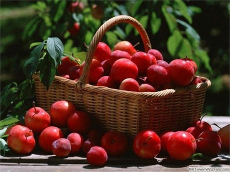 &nbsp;Quả t&aacute;o: Trong hạt của qu&aacute; t&aacute;o c&oacute; nhiều cyanide, chất l&agrave;m ngăn cản qu&aacute; tr&igrave;nh hấp thụ oxy của c&aacute;c tế b&agrave;o trong cơ thể, từ đ&oacute; dễ g&acirc;y ngạt, đặc biệt l&agrave; v&ugrave;ng n&atilde;o bộ.